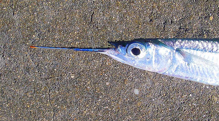 Tiny but fascinating.