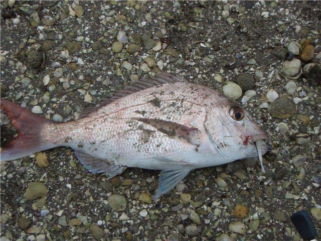 A bit grubby from its slide across the mud but an excellent fish..