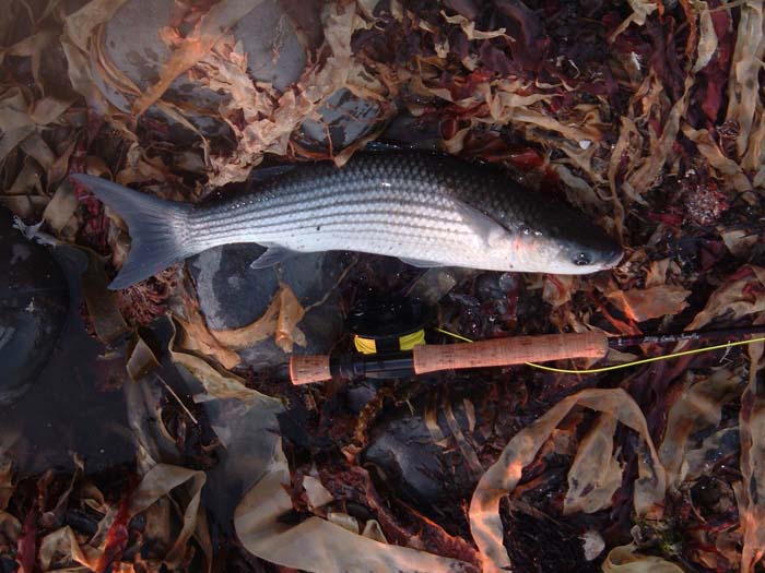 Not all fish need high tech tracking.  On my stretch of coast surface feeding thick lips will turn up on the top of the springs and you can see them feeding.