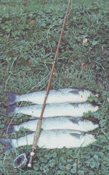 Note Terry's automatic fly reel which, as far as I am aware is still functional.  The rod is fibreglass (before the days of carbon).