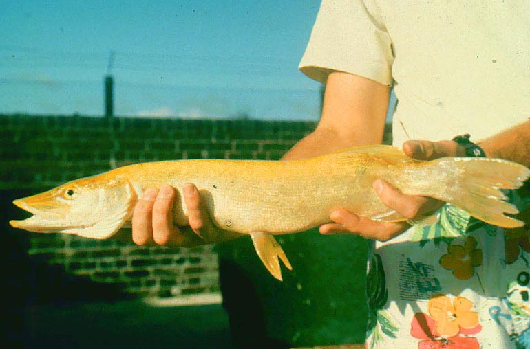 Just a tatty old picture but clearly an amazing fish and a good survivor despite the lack of camouflage. (It's not me in the shorts!!!)