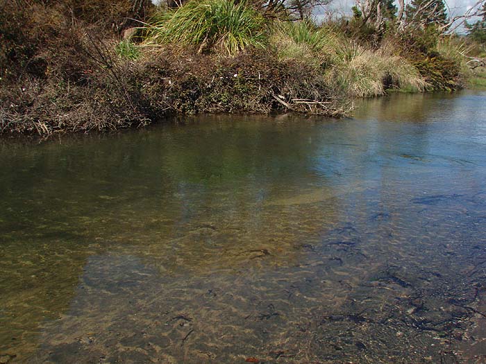 The 3.5 lb Rainbow hen came from the right hand side of the “Honey hole”. Resident fish, not fresh run but still a fine specimen. (I'd love to fish there, ML)