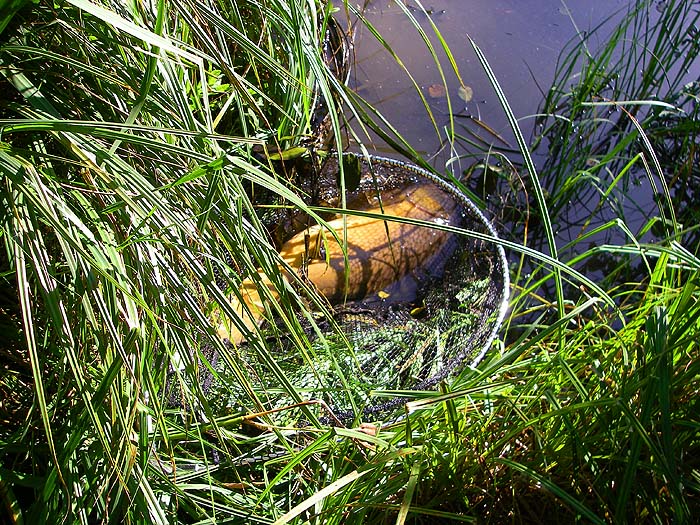 My carp is safely in the net and I can breathe again.
