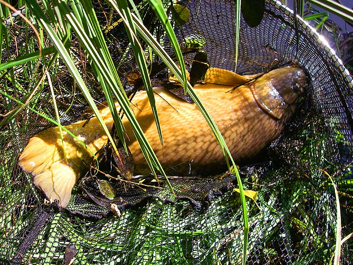 It's one of those leathery, scaleless creatures but a grand specimen. No wonder it fought - look at that tail.