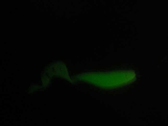 My luminescent Sandra lure.  It may shine but movement is still the key.