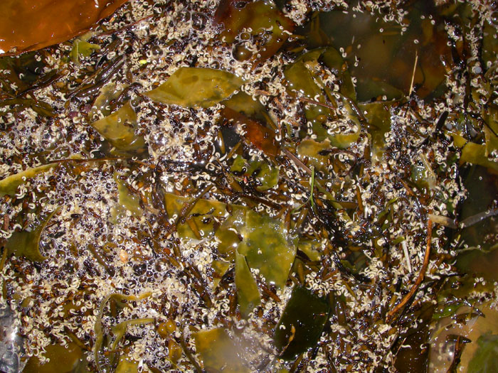 Look at those maggots! There must have been billions of the little devils in the sea - but no fish at all.