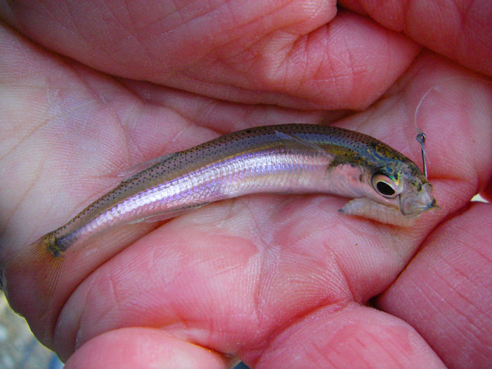Next morning I took some light float gear down to catch some baits but the 'smelts' were too small.'