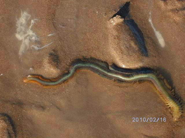 A male king rag in the process of spawning.