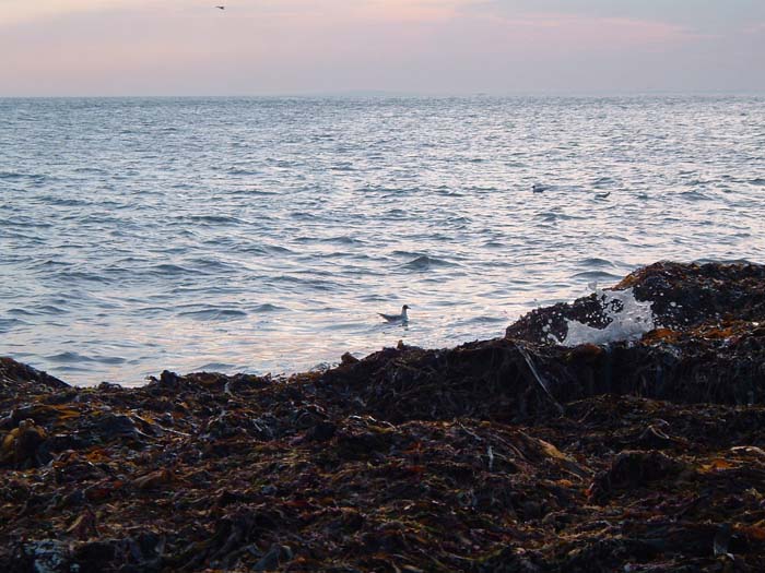 These maggot feeding birds are a certain guide to the presence of mullet and bass.