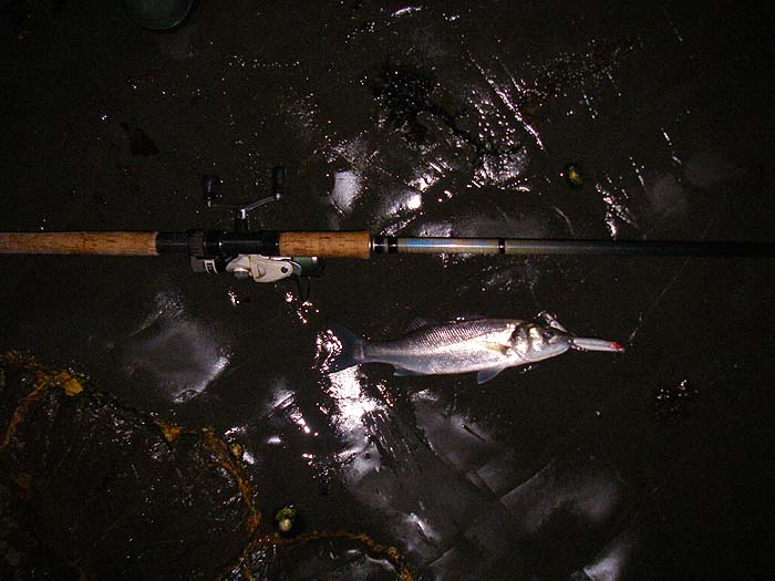 One of the six little bass taken at first light on the old Surespin, ancient Stradic and J11.  Unusually this one had sideswiped the lure.