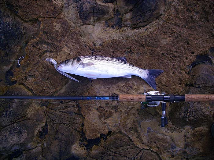 Same gear but a bigger fish taken on an unweighted Slug-Go in weedy conditions.