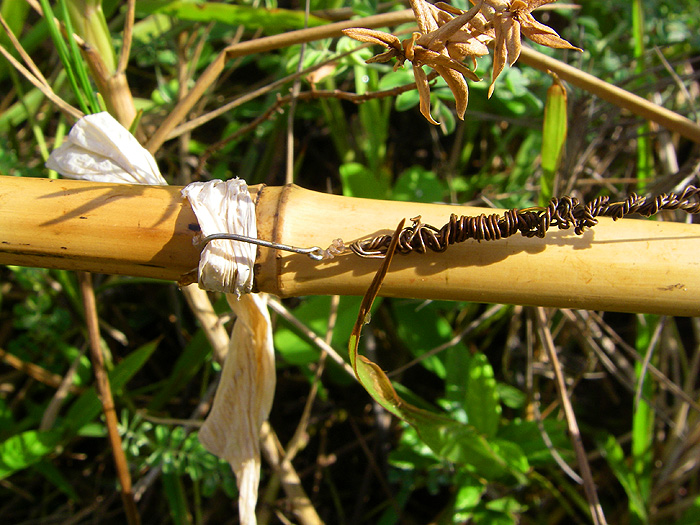 Note the plastic hook retainer tied round the cane and the imrovised 'wire trace'.  Genius!