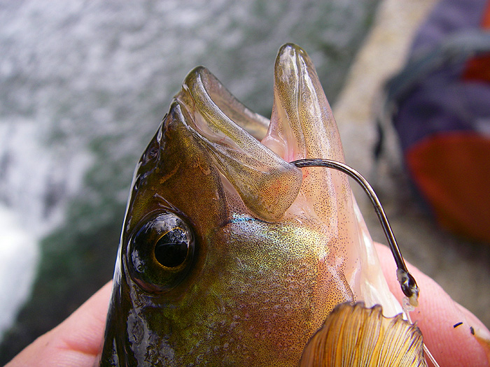 Most of Ben's perch were lip hooked but some managed to swallow the hook.