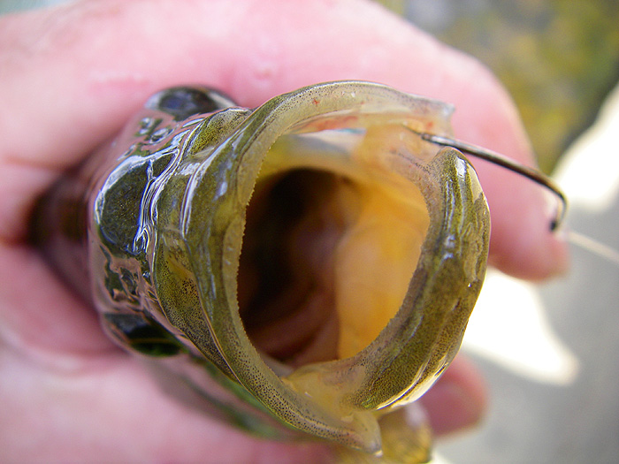 Typically the hook lodges in the corner of the bony mouth.