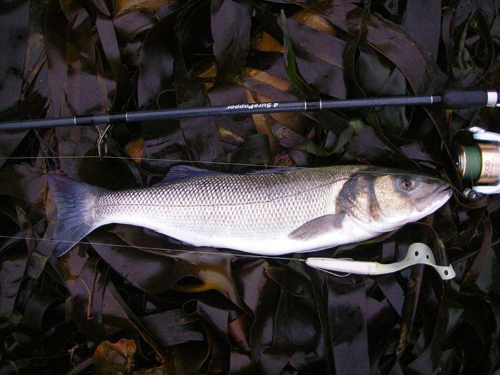 A decent bass that took my slowly retrieved 'Slandra' lure.