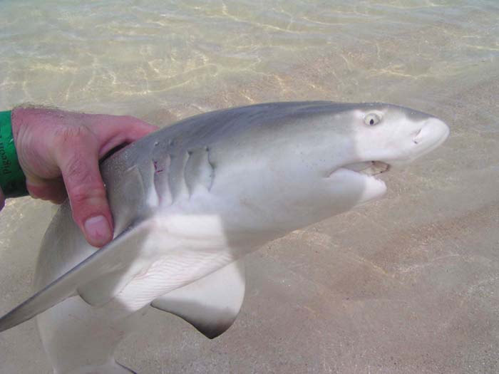 I had a good one follow a Rapala one time - it put the wind up me.