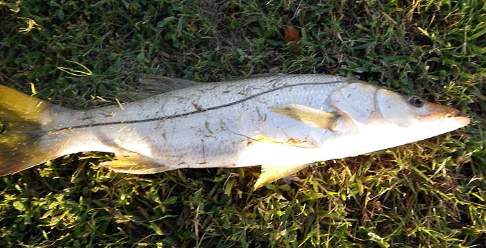 As usual the big one got away.