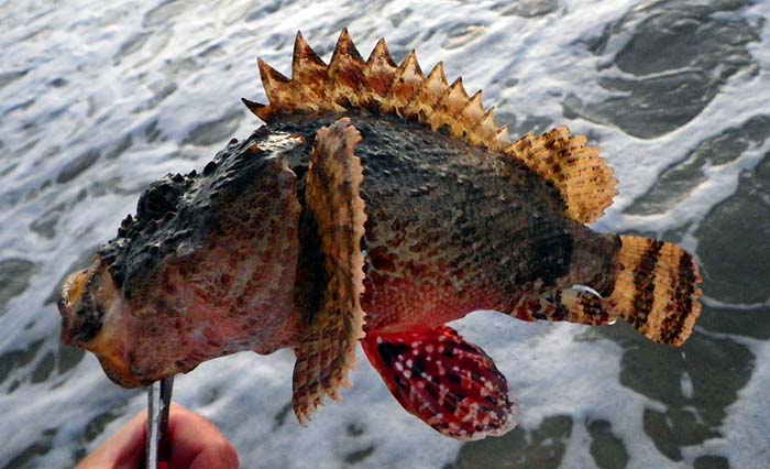 I'm not so keen on these.  They have sharp spines and venom glands a bit like weevers.  Best to use the forceps or pliers.