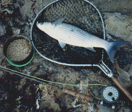 This is the same rod and reel as in the first picture.  The reel is just about due for replacement as I had to adjust two rivets (with a hammer) to make the check function at the back end of last summer.