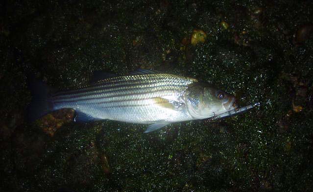 And plugs work too. In Cape Cod we had fish on baits, soft plastics and poppers too.