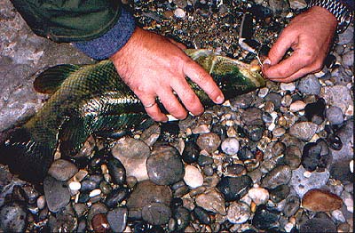 Throughout the hours of daylight wrasse will chase and take plugs, usually nipping at the tail hook.