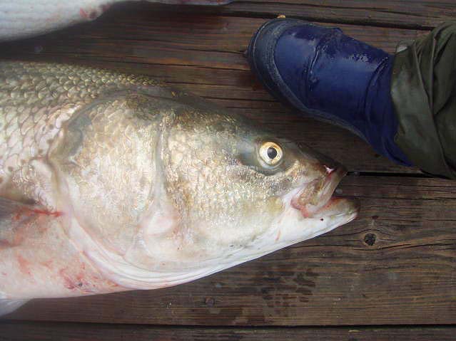 It would be nice to get one like this from the shore.