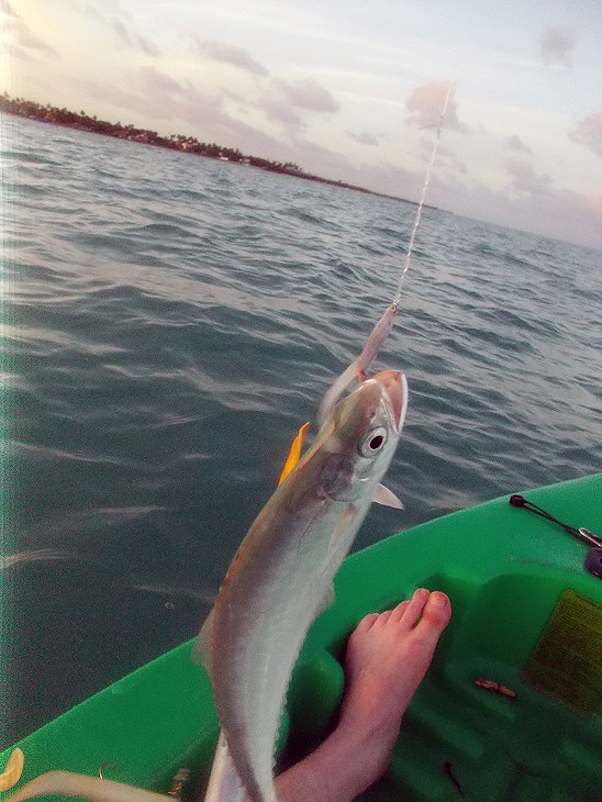 Not the best picture ever but it must be tricky when your in a kayak.