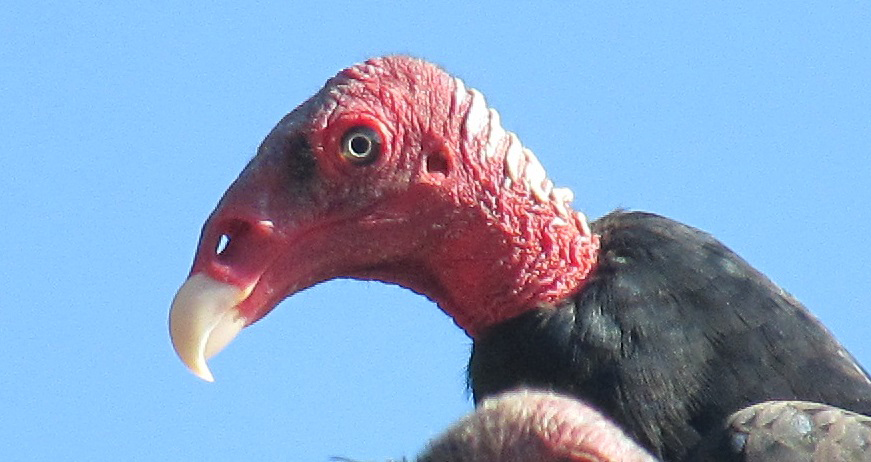 here's a spot of ornithological interest.  These are less common than black vultures.