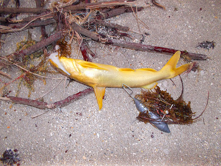 Clearly a beautiful fish.