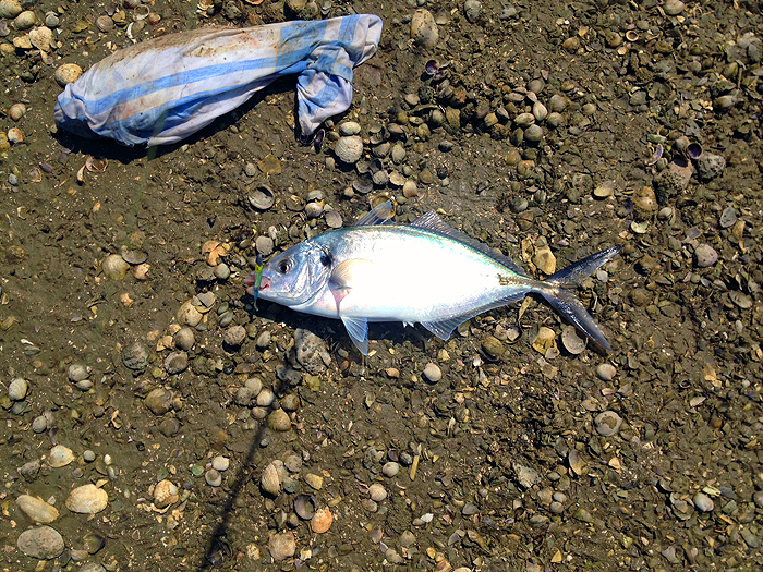 Note the lure in its lip and the swaddled one that Cedric attacked.