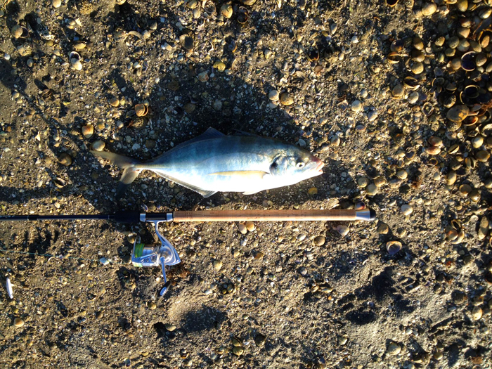 A nice fish but not the monster.