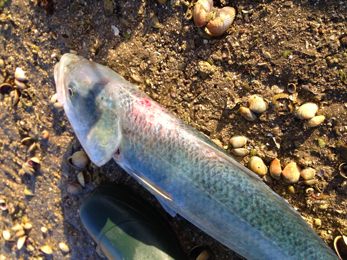 Perhaps a kahawai livebait is the thing to try????