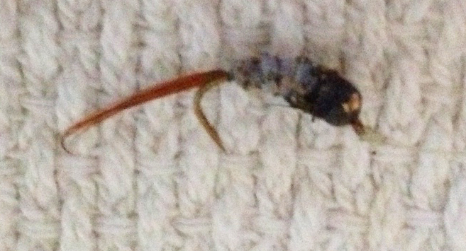 Just a little more bend and it would have been goodbye to the fish.