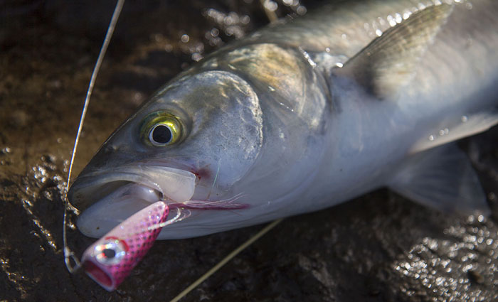 When they're in the mood they take well.