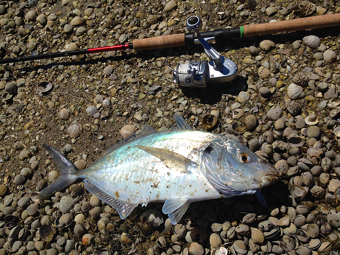 Worth catching for the colours alone.