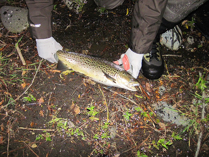 A cracking four pound brownie.