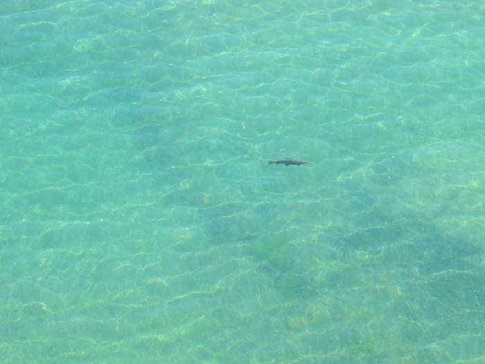 A big rainbow on the prowl.