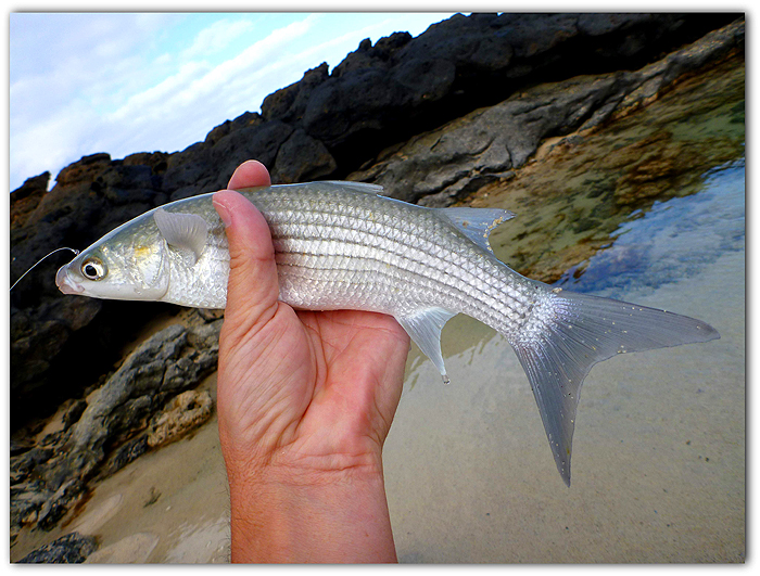 A golden grey mullet!