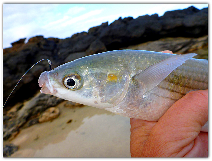 I've never caught one!  Nice aren't they?