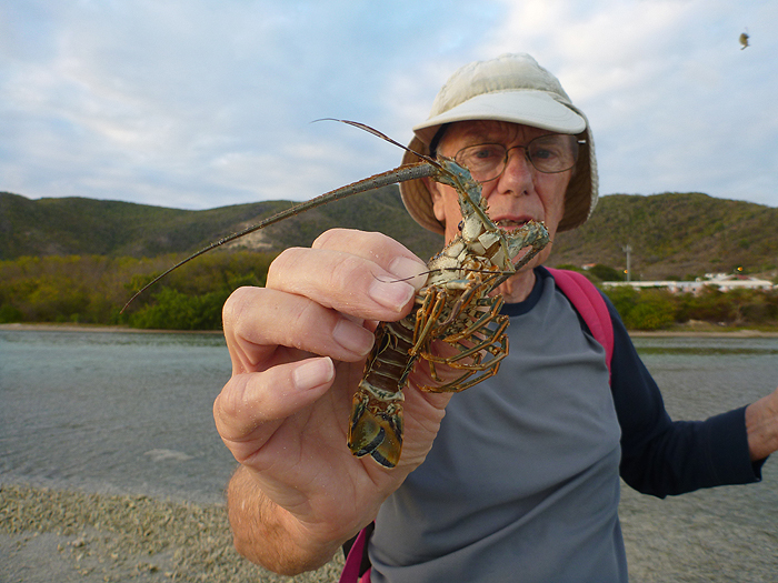 Antiguan rock lobster.